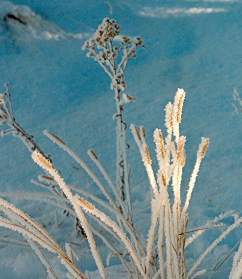 ©S.L.Reay photo of ice covered weeds shining in the morning sun and a snow covered field behind them