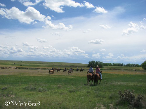 ©Valerie Beard, Short Grass Studios cowboys on horseback rounding up cattle