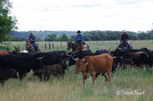 photos ©Valerie Beard, Short Grass Studios three cowboys on horse back herding a few steers in a green pasture