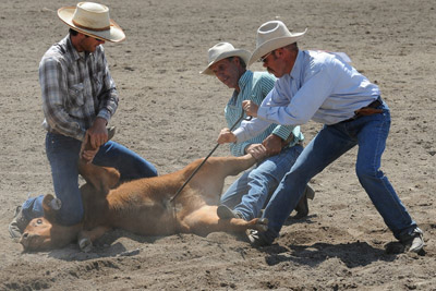 photos ©Bill Patterson, Patterson Photography a photograph of three cowboys holding a steer down in the dirt
