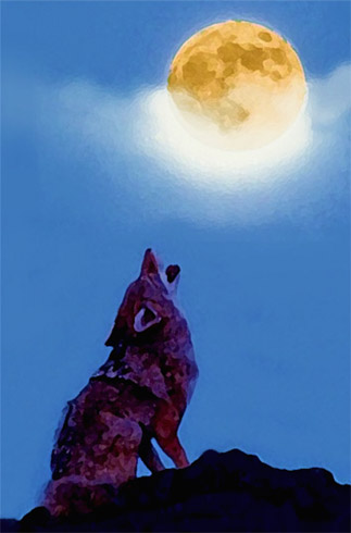 ©S.L.Reay stylized photo collage of a coyote on a hill top howling at the moon in a blue sky
