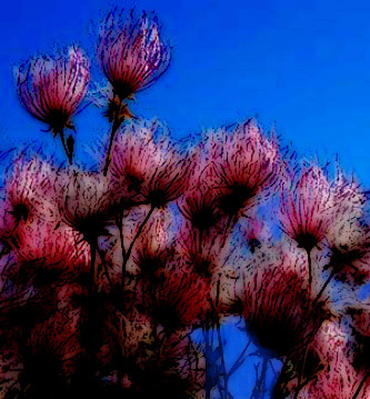 Apache Plume flowers against a blue sky