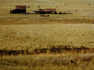 ©S.L.Reay photo of a barn and cabin with the roof falling down on a prairie surroounded by cattle grazing