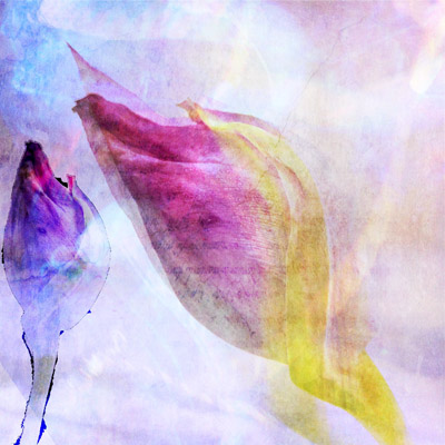 ©Rona Golfen, RonaPhoto a dreamlike photo of two flower buds close together