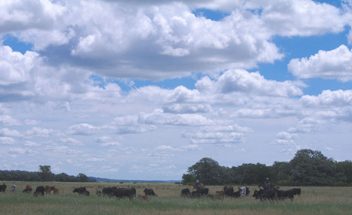 ©Valerie Beard, Short Grass Studios photo of a huge sky with clouds over a green field with cowboys on horses herding cattle